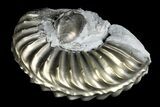 Pyritized (Pleuroceras) Ammonite Fossil - Germany #167811-1